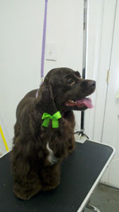 Bainbridge Pet Salon