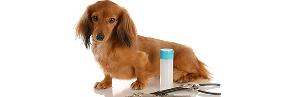 Pet Grooming | Bainbridge Pet Salon - Bainbridge, GA