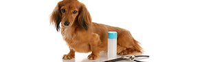 Pet Grooming | Bainbridge Pet Salon - Bainbridge, GA