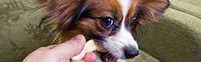 Pet Sitting | Bainbridge Pet Salon - Bainbridge, GA,GA