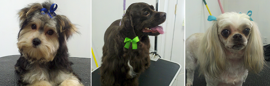 Pet Grooming| Bainbridge Pet Salon - Bainbridge, GA